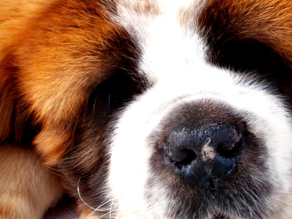Portrait, Animal, Dog