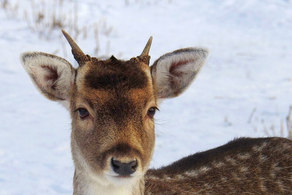 Winter nature animal