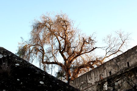 Houses, Tree