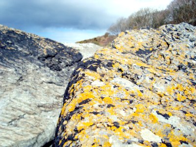Coast, Rocks, Detail