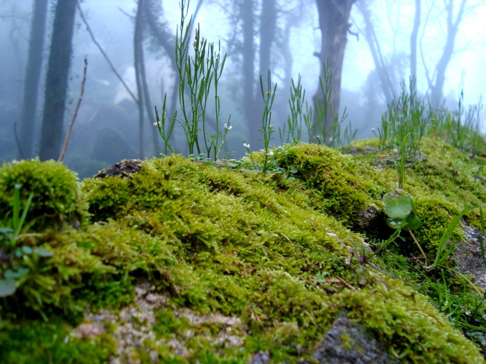 Fog, Nature, Trees