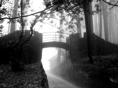 Bridge, Mistery, Forest photo