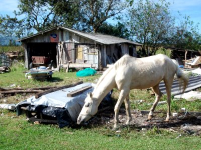 Old, House, Horse