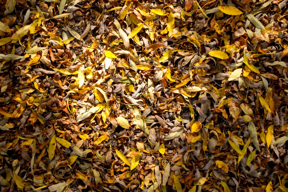fallen green and brown leaves