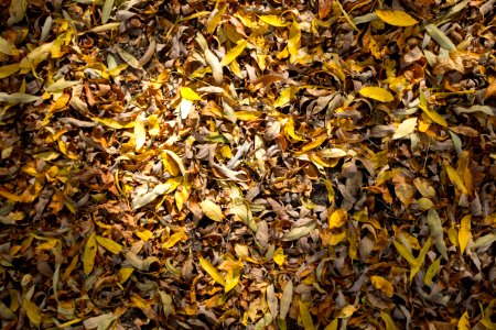 fallen green and brown leaves