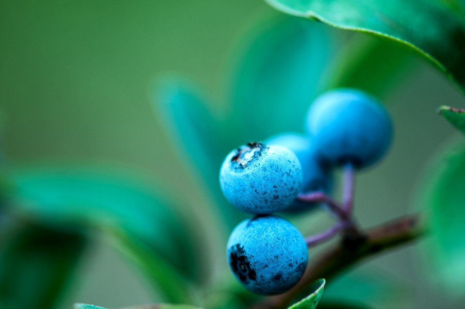 Asheville, United states, Blueberry