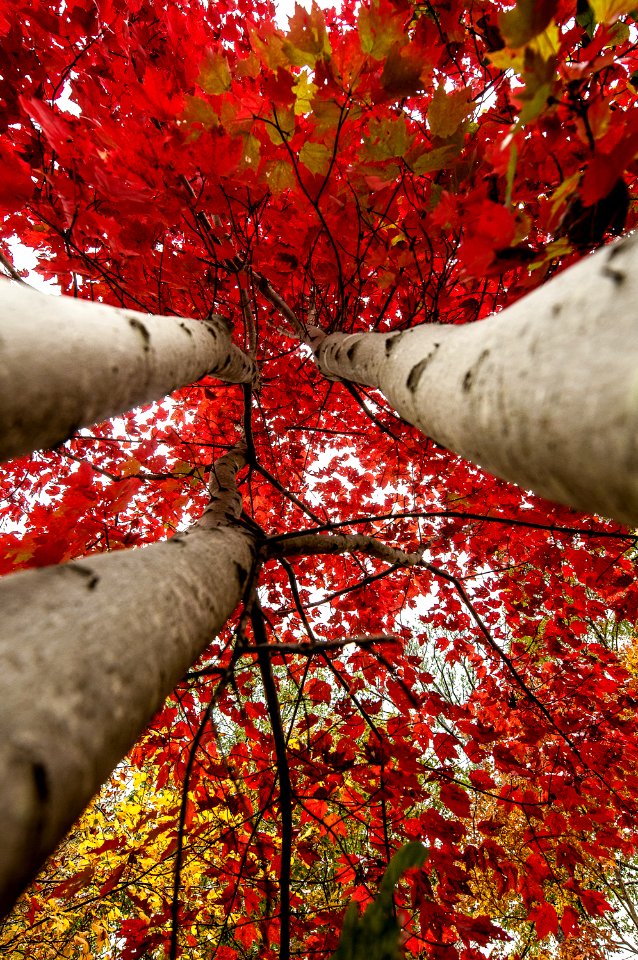 Raleigh, United states, Autumn
