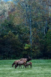 Cherokee, United states, Pasture photo