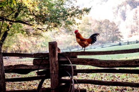 Cherokee, United states, Rooster photo