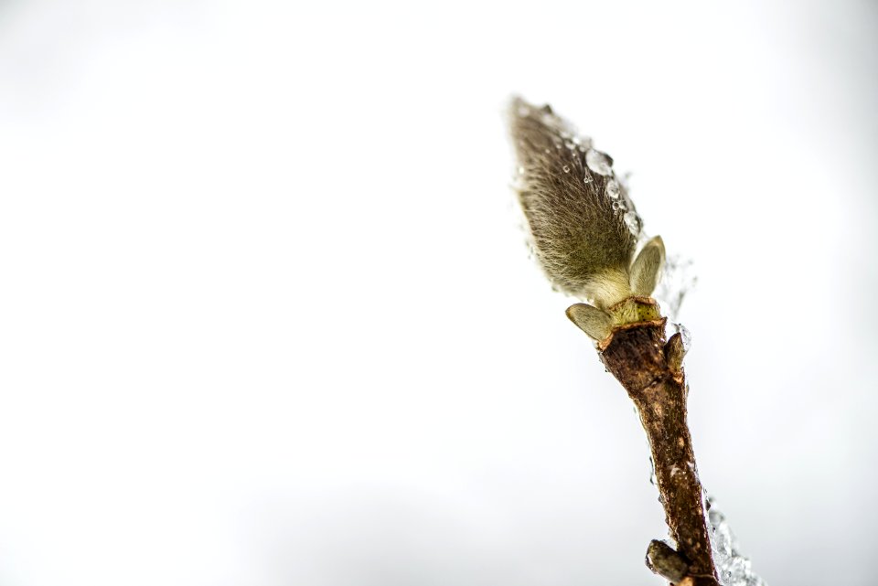 macro photography of green leaf