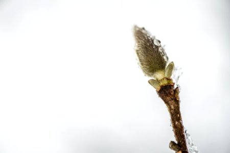 macro photography of green leaf