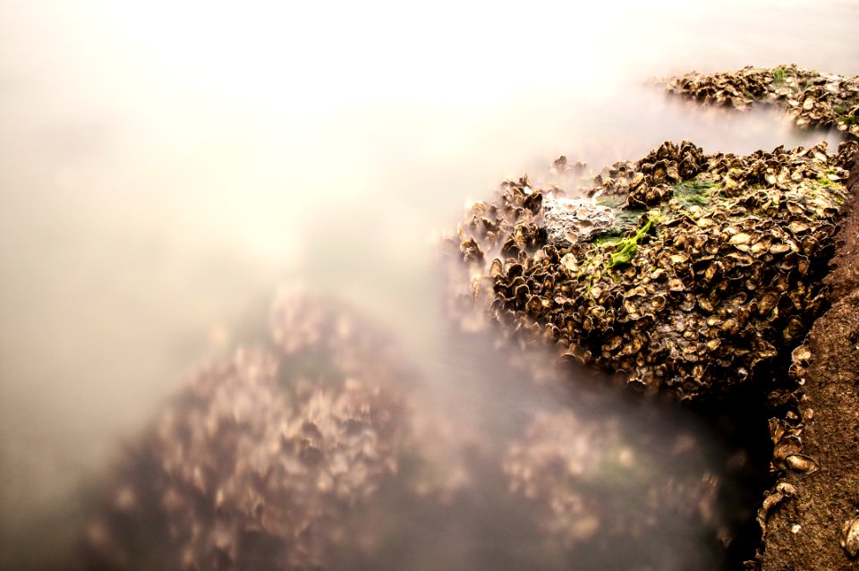 plant covered with fog