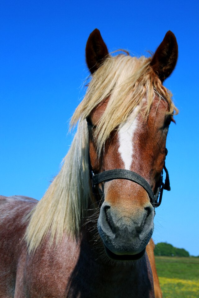 Animal head animal portrait photo