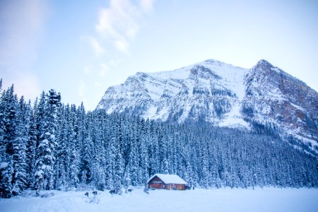 Lake louise, Canada, Trees photo