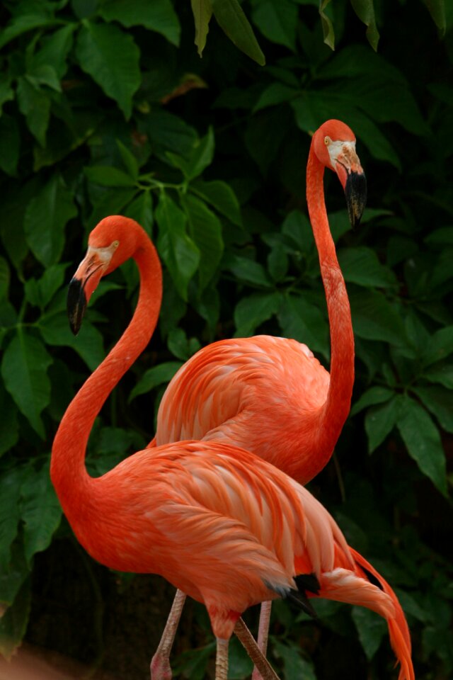 Flamingo pink beautiful