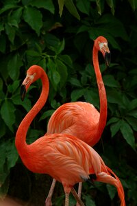 Flamingo pink beautiful