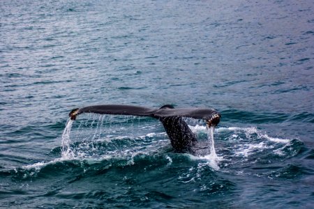 black tail of whale underwater photo