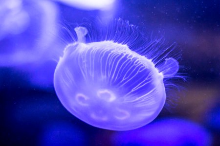 jelly fish photo