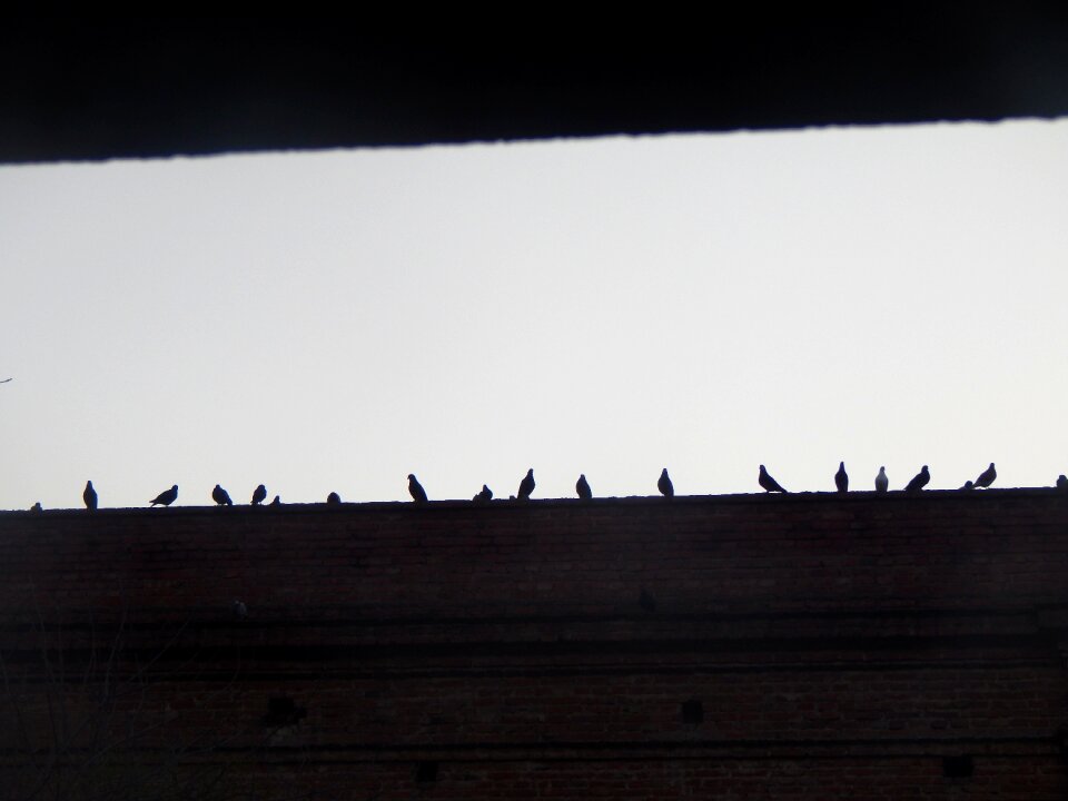 Pigeons figures birds