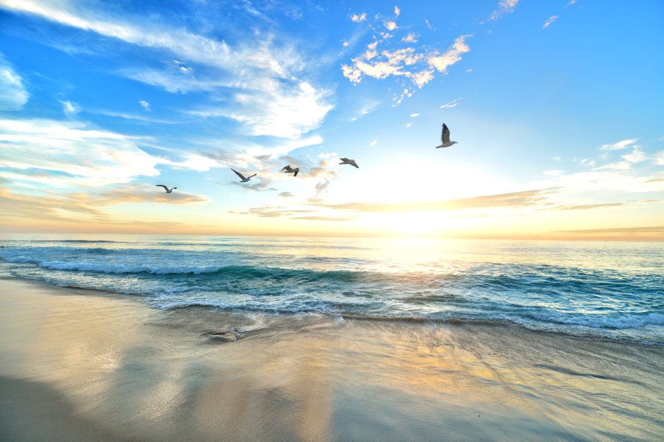 five birds flying on the sea