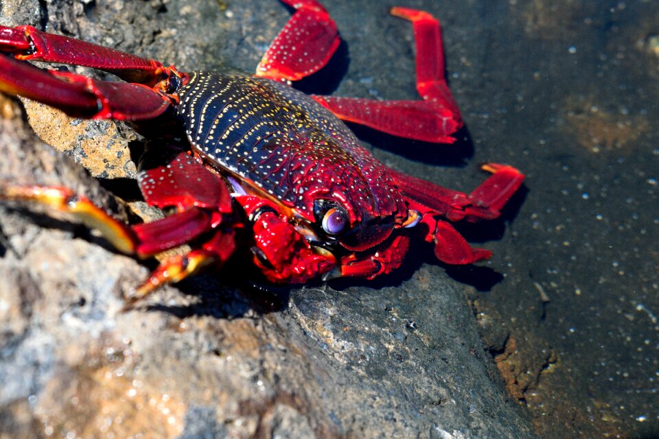 Crab molluscum crustacean