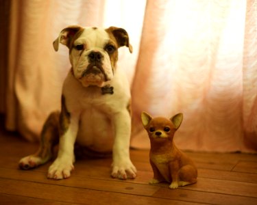 San diego, United states, 2 dogs photo