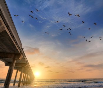 San diego, United states, Birds