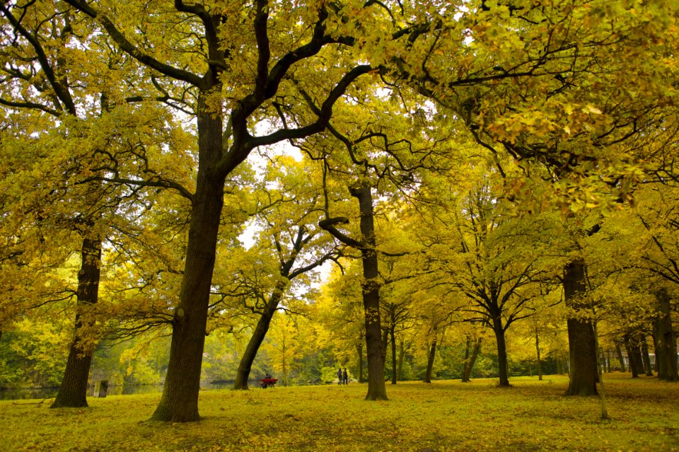 Nature, Love, The hague