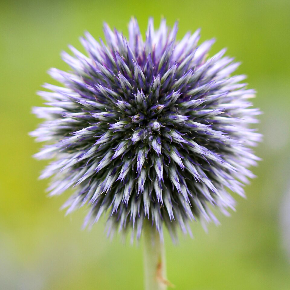 Plant thistle wild flower