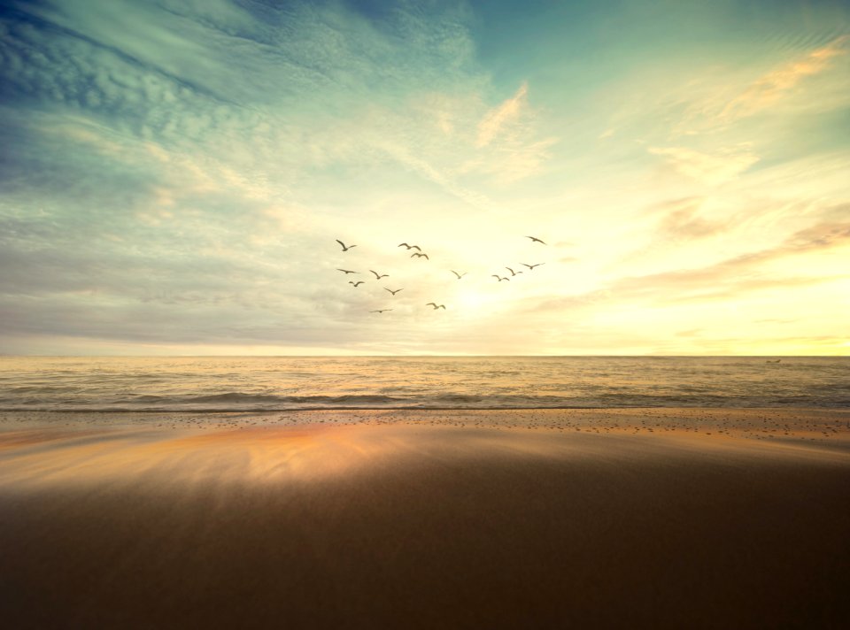 flying flock of bird under cloudy sky