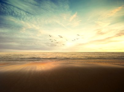 flying flock of bird under cloudy sky