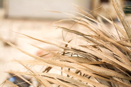 A close-up of long dry blades of grass photo