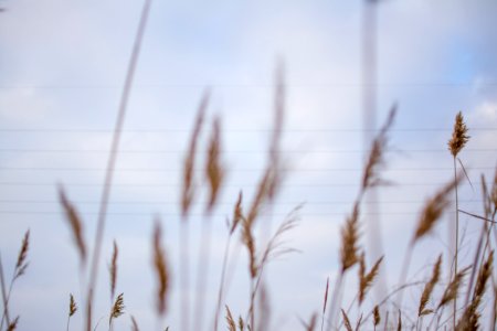 brown wheat