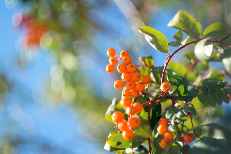 orange fruit close up photo