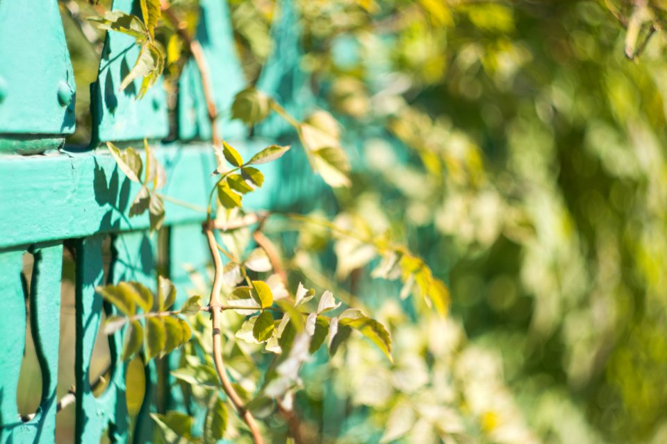 shallow focus photo of green leaves