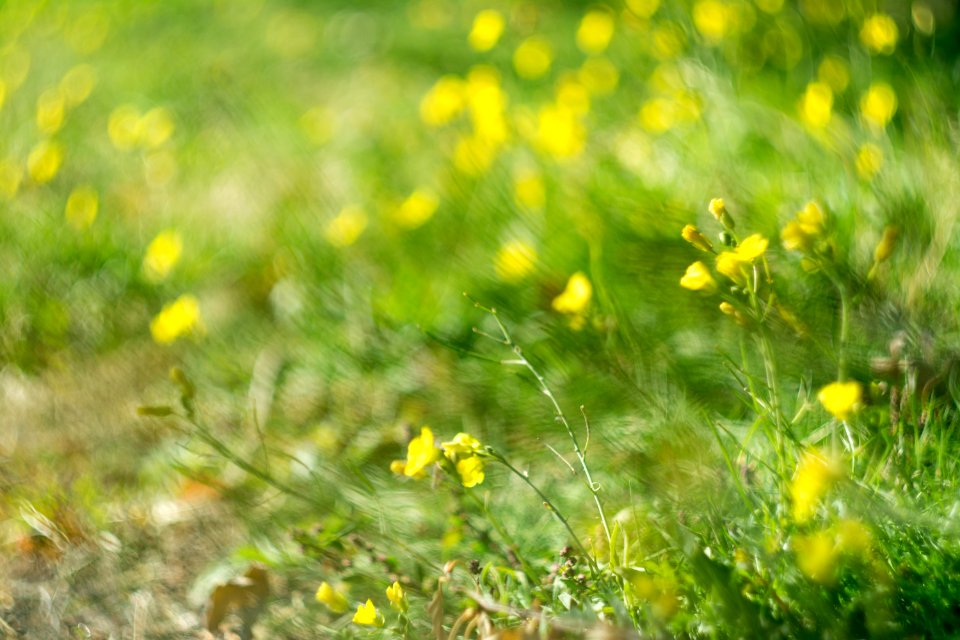 yellow petaled flowers