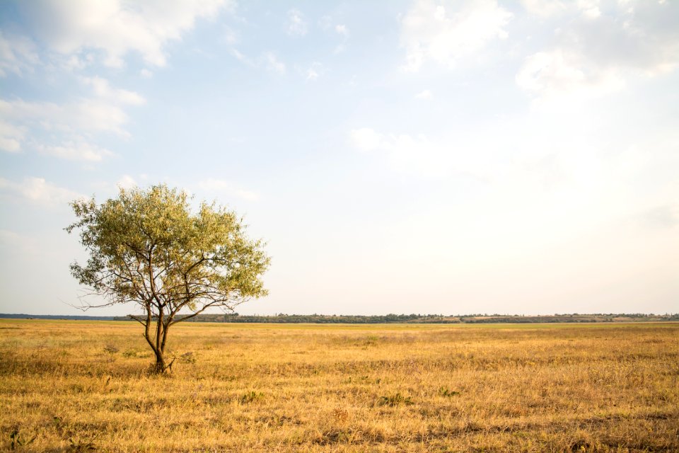 green leafed tree near withered grass