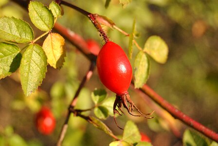 Autumn fruit red