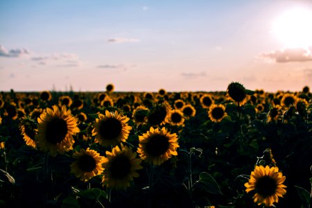Sunflower, Ukraine, Flowers
