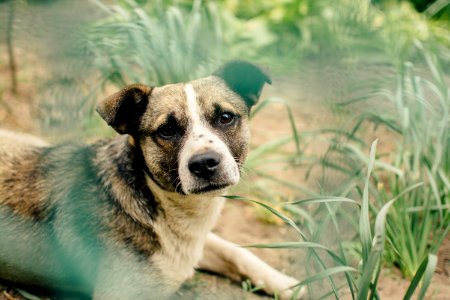 shallow focus photography of dog lying beside grass photo