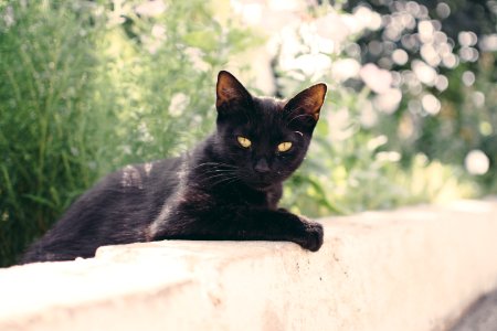 Portrait, Animal, Eyes