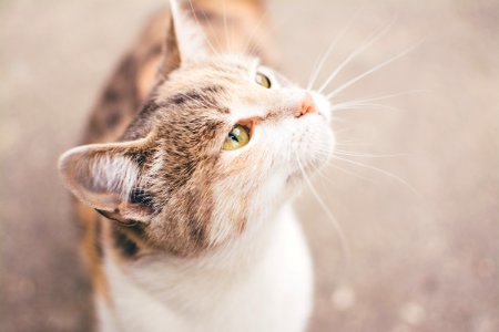 grey and white cat photo