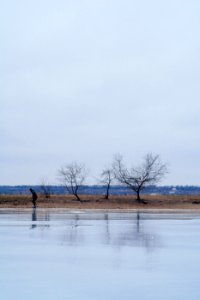 bare tree during daytime