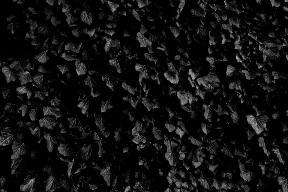 Black and white shot of thick ivy leaf plant