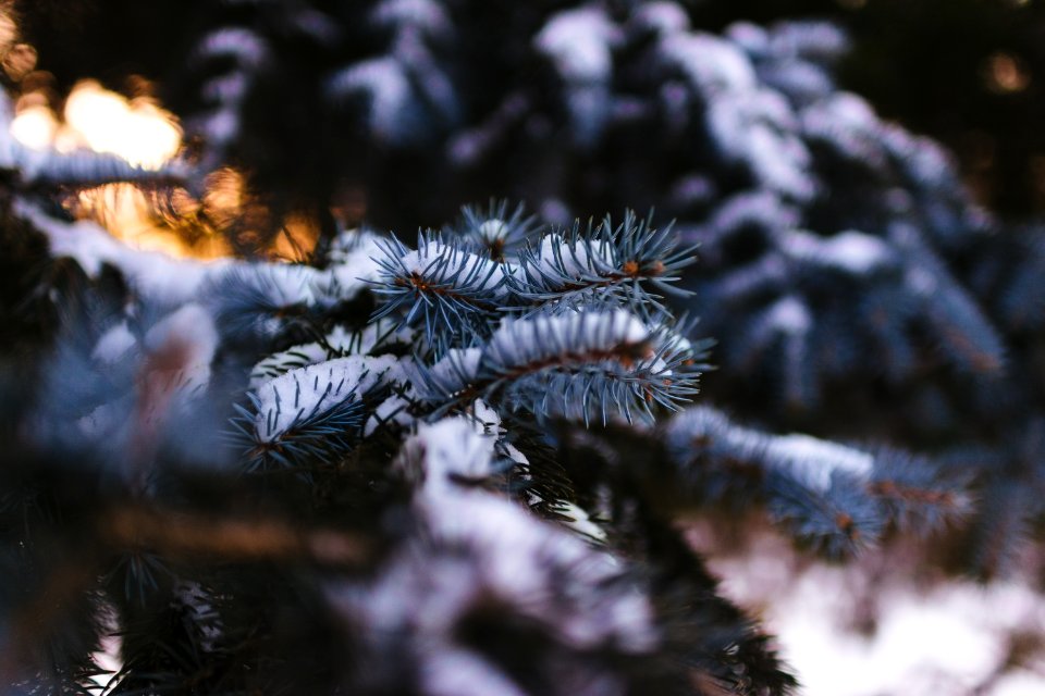 selective focus photography of plant covered with snow