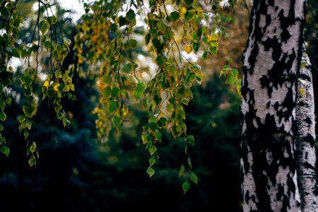 green trees