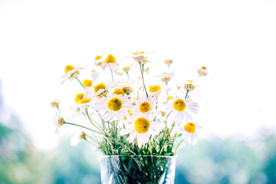white daisy flowers