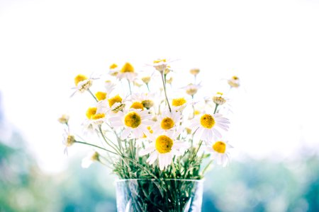 white daisy flowers