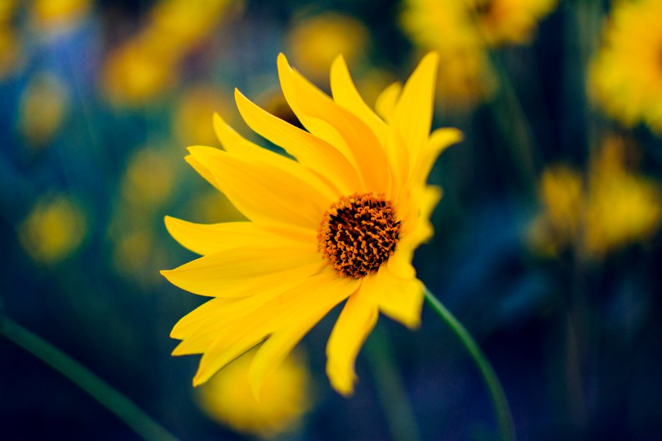 close-up photo of yellow flower in bloom