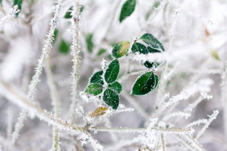 selective focus of frozen leaves photo
